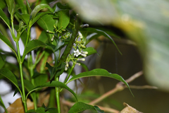 Palicourea salicifolia