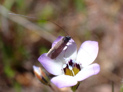 Adela punctiferella