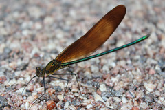Calopteryx cornelia