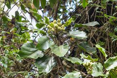 Oreopanax pycnocarpus