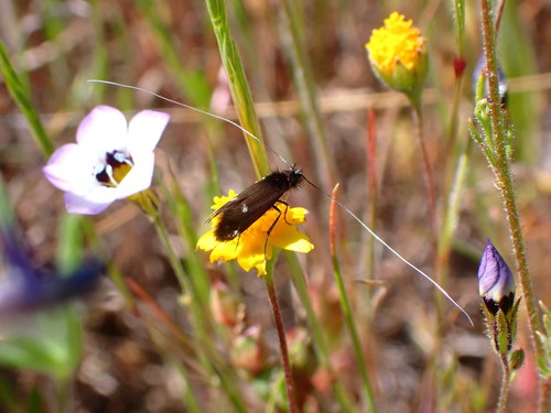 Adela flammeusella photo 5