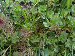 Microseris bigelovii