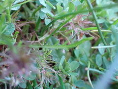 Microseris bigelovii