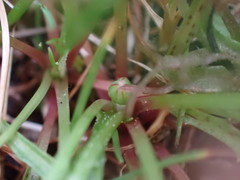 Microseris bigelovii