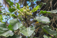 Oreopanax pycnocarpus