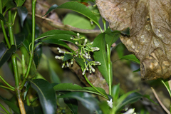 Palicourea salicifolia