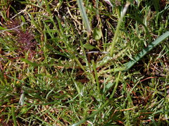 Microseris bigelovii