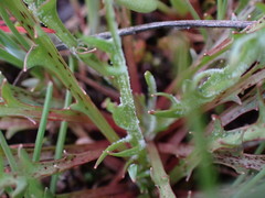 Microseris bigelovii
