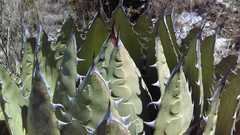 Agave horrida perotensis