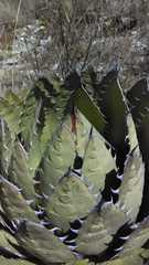 Agave horrida perotensis