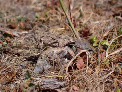 Trimerotropis occidentalis