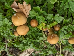 Fungi