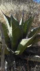 Agave salmiana crassispina