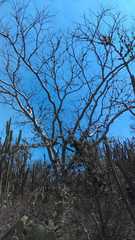 Conzattia multiflora