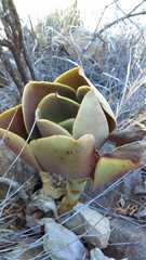 Echeveria gibbiflora