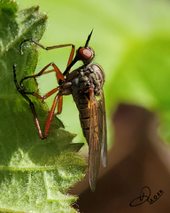 Empis