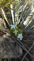 Cnidoscolus tehuacanensis