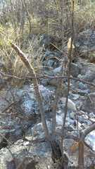 Cnidoscolus tehuacanensis