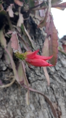 Disocactus ackermannii