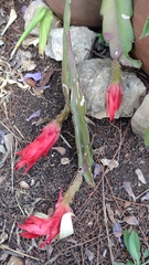 Disocactus ackermannii