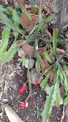 Disocactus ackermannii