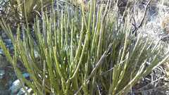Euphorbia rossiana