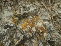 Austroplaca cirrochrooides