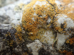 Austroplaca cirrochrooides