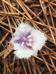 Calochortus coeruleus