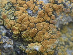 Austroplaca cirrochrooides