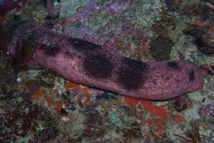 Holothuria edulis