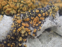 Austroplaca cirrochrooides