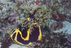 Pseudocolochirus unicus