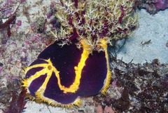 Pseudocolochirus unicus