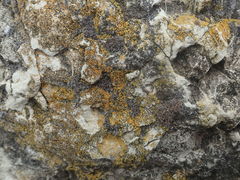 Austroplaca cirrochrooides