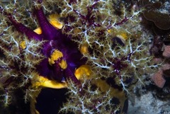 Pseudocolochirus unicus