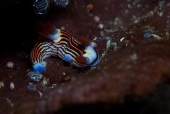 Nembrotha aurea