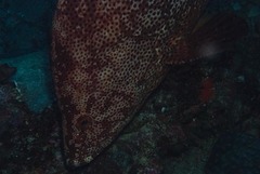 Dermatolepis striolata