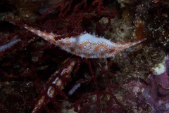 Calcarovula longirostrata