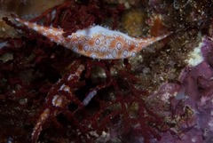 Calcarovula longirostrata