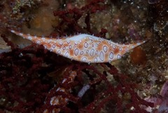 Calcarovula longirostrata