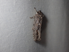 Agriophara confertella