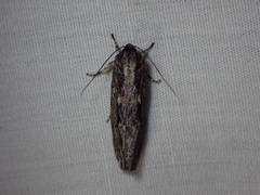 Agriophara confertella