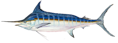 Blue Marlin photo 5