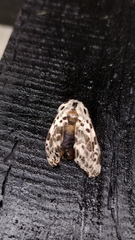 Hypercompe permaculata