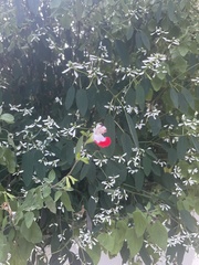 Salvia microphylla microphylla