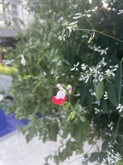 Salvia microphylla microphylla