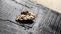 Hypercompe permaculata