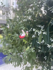 Salvia microphylla microphylla