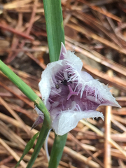 Calochortus coeruleus